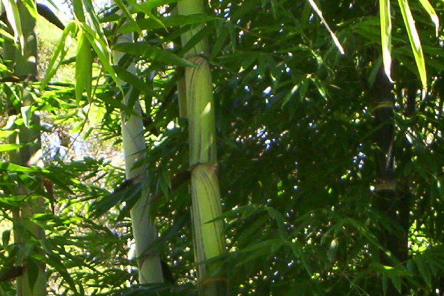 commercial grade clumping bamboo