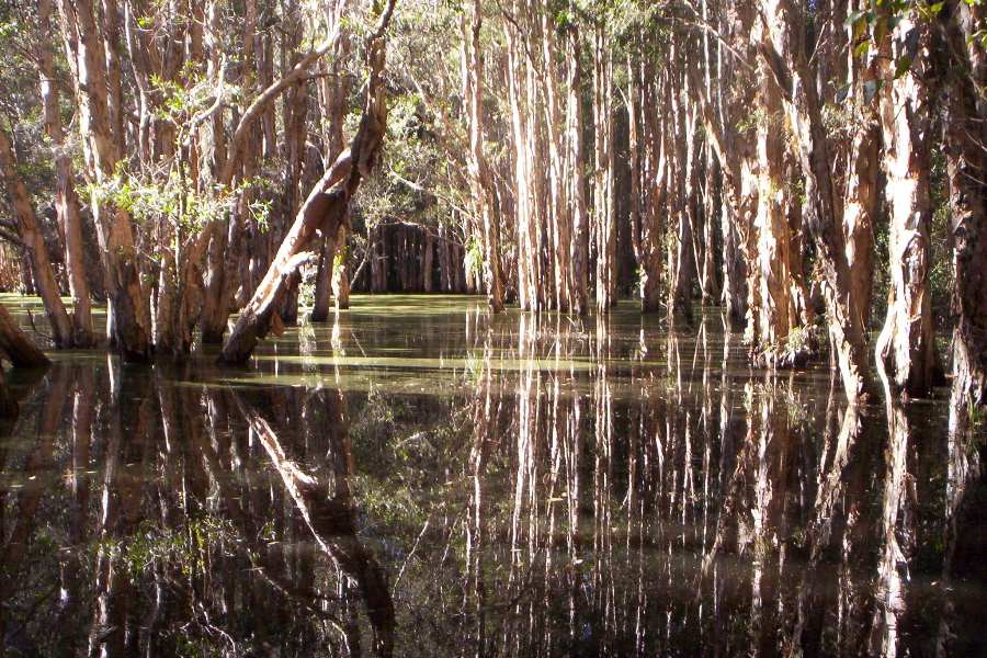 forested wetlands are the great filtered sinks of the landscape