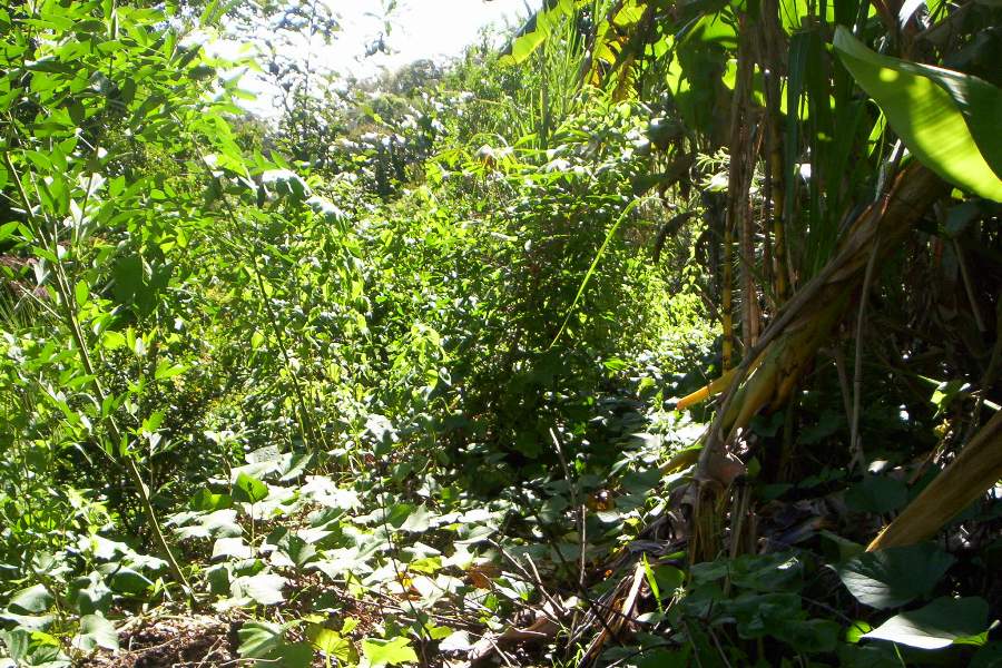 the same swale planted