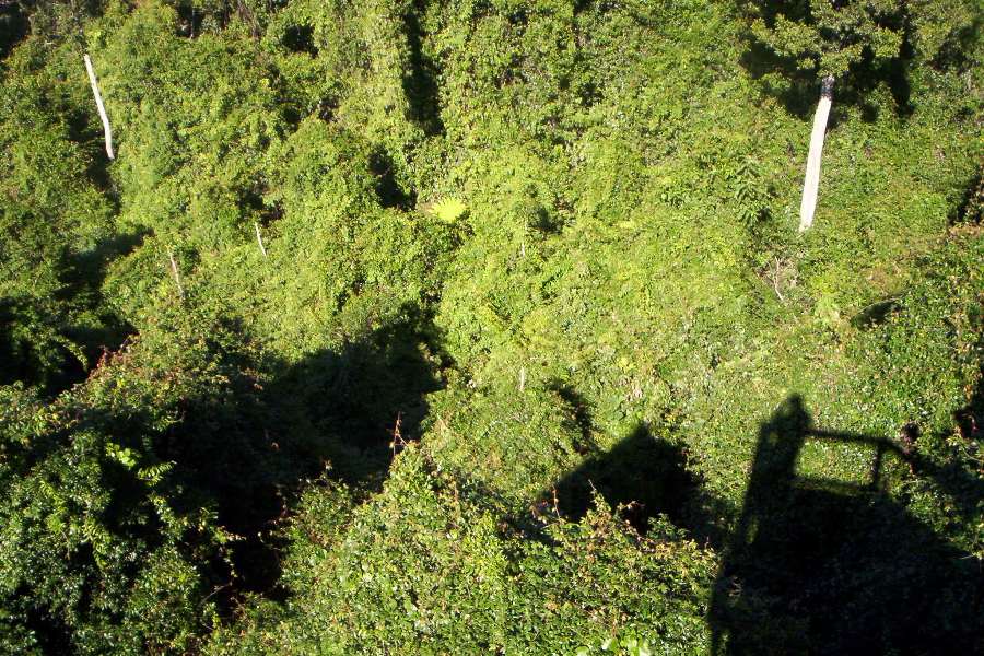 the forest canopy collects rain and provides Oxygen free of charge